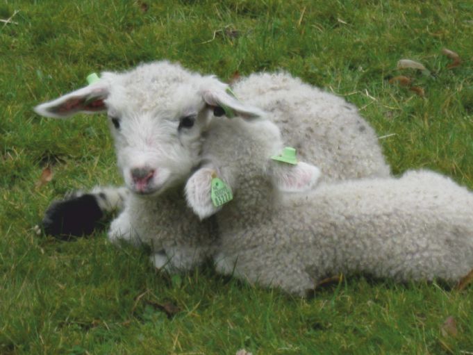 schapen6 (57K)