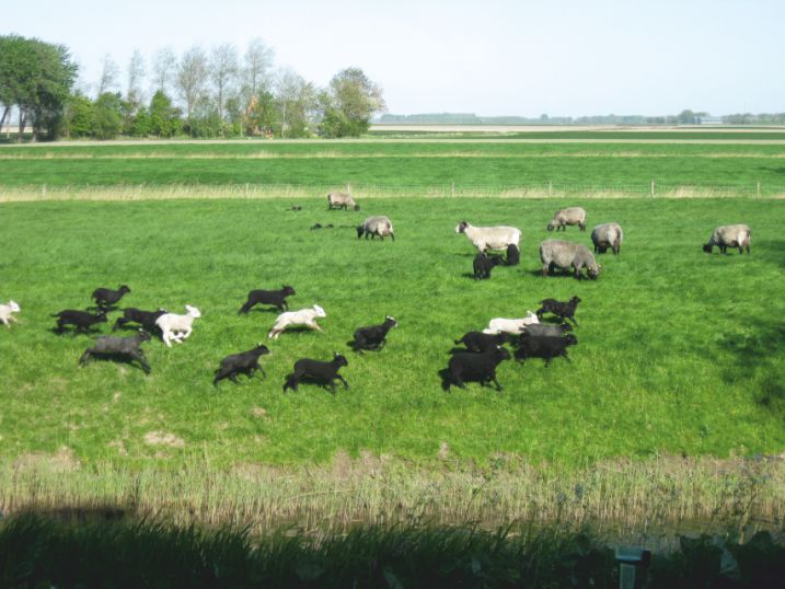 schapen7 (69K)