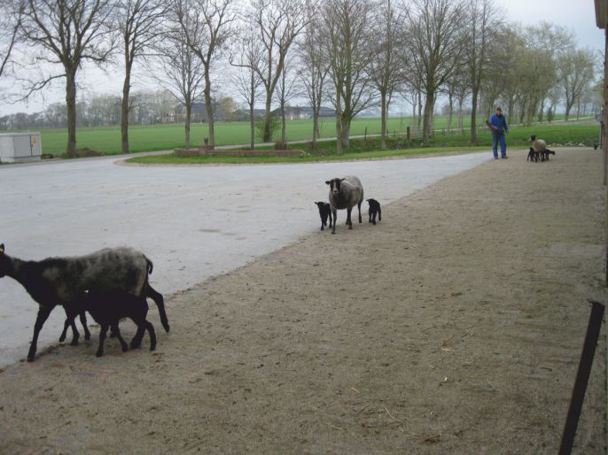 schapen8 (67K)